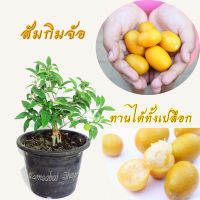 ต้น ส้มกิมจ้อ กิมจ้อ กัมควอท Kumquat (แบบเสียบยอด) ทานได้ทั้งเปลือก ต้น แข็งแรงรากเดินดีพร้อมติดดอกออกผล