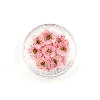 20pcs/box Resin Art For Party Jewellery Supplies Decoration Making Holiday Flowers Real Dried