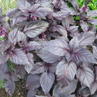 Dark opal basil (100 seeds) โหระพาสีม่วง (100 เมล็ด)