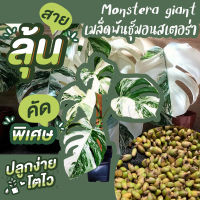 ซื้อ1 แถม 1 เมล็ดมอนสเตอร่าไจแอนท์ (Monstera Deliciosa Seeds) สายลุ้นห้ามพลาด "ลุ้นด่าง" งอกดีมากกกก แถมฟรี!!! ดินพีทมอสสำหรับเพาะและกระถาง