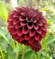 1 หัว/ออเดอร์ รักเร่ Dahlia สายพันธุ์ BLACK SATIN หัวรักเร่ ดอกไม้ หัวหน่อ เหง้า นำเข้า เนเธอร์แลน หัวสดใหม่