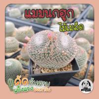 ต้นแมมนกฮูก (Mammillaria Perbella) ไม้เพาะเมล็ด - ต้นกระบองเพชร ราคาถูก?ต้นแคคตัส❤️