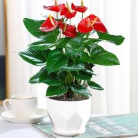 [COD] Anthurium white palm potted New Years flower plants indoor easy-living hydroponic smooth sailing cultivation evergreen green