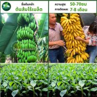 [ผลผลิตดีเยี่ยม] ต้นกล้วยยักษ์อินโดนีเซีย ลำต้นใหญ่ รากแข็งแรง พร้อมปลูก ต้นกล้วยน้ำว้า สุดยอดเมล็ด 100%
