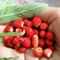 50 เมล็ด สตอร์เบอรี่ ใช้ทำแยม woodland strawberry, Alpine strawberry, European strawberry อัตราการงอกสูง 70-80%