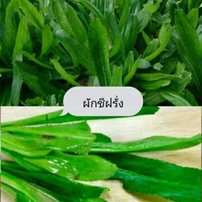 เมล็ดผักชีฝรั่ง 200 เมล็ด (ซื้อ10แถม1 คละได้)