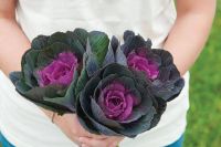 50 เมล็ดพันธุ์ กะหล่ำประดับ (Ornamental Cabbage) Cabbage flower Seed มีคู่มือพร้อมปลูก อัตราการงอก 80-85%