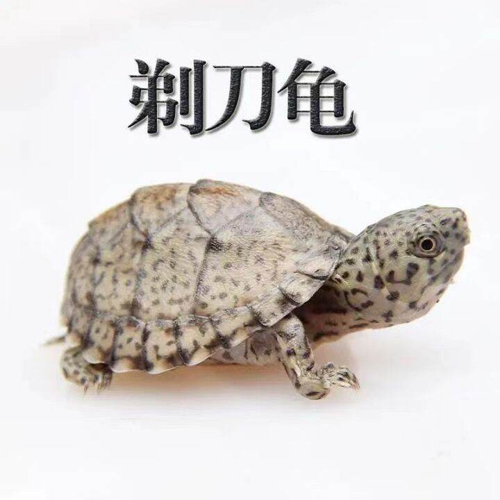 Knife Tortoise Crocodile Tortoise Chinese Grass Tortoise Children's Pet ...