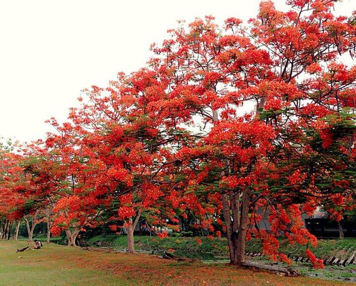 ขายส่ง-100-เมล็ด-เมล็ดหางนกยูงสีแดง-flower-fence-peacock-s-crest-pride-of-barbados-ขวางยอย-จำพอ-ซมพอ-นกยูงไทย-พญาไม้ผุ-หนวดแมว-ต้นอินทรีย์