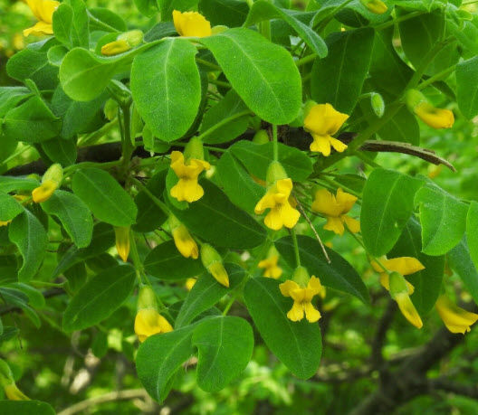 ต้น-ถั่วไซบีเรีย-siberian-pea-tree-caragana-arborescens-เคยติดดอกแล้ว