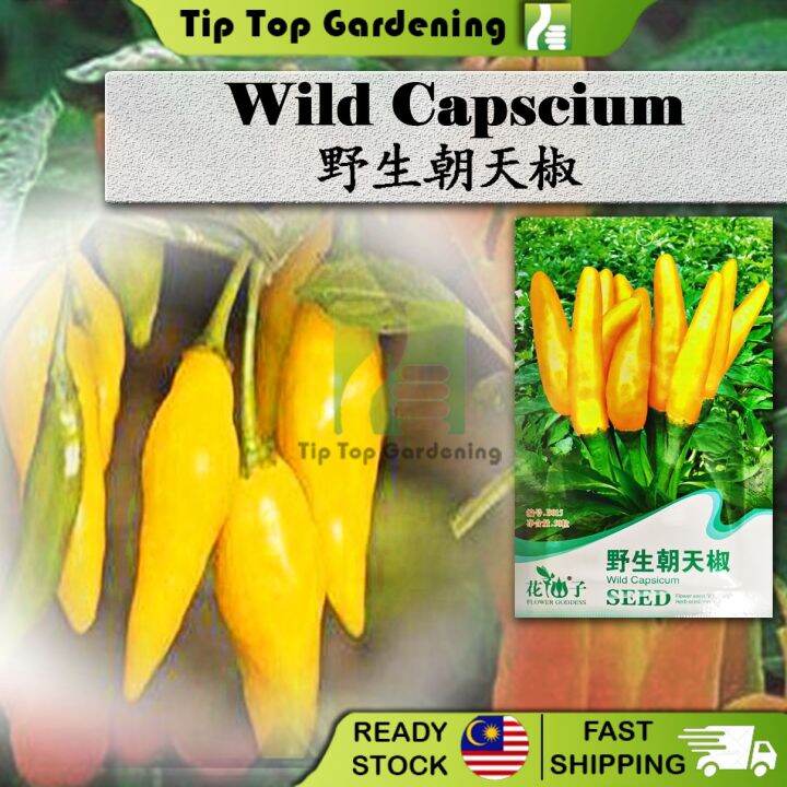 【EXPIRED】BIJI BENIH B015 WILD CAPSICUM FLOWER GODDESS VEGETABLE FLOWER