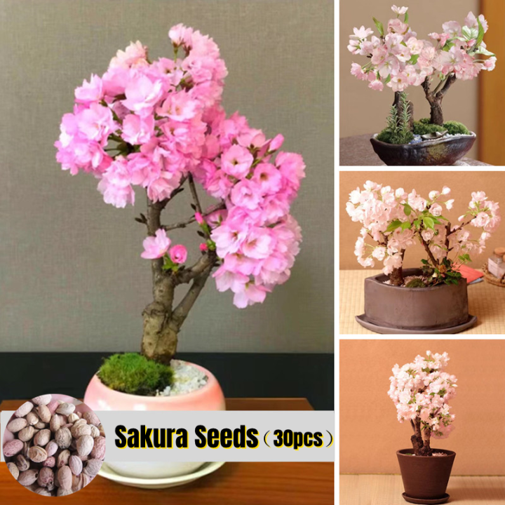 [Easy To Grow In Malaysia] 30Pcs Japanese Sakura Seeds 樱花 Flower Seeds