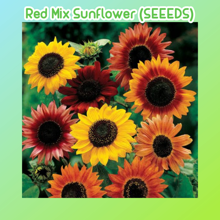 25 seeds/pack Sunflower seeds colorful sunflower mix sunflower seeds