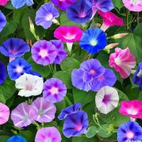 เมล็ดพันธุ์ มอร์นิ่งกลอรีคละสี (Mixed Morning Glory Flower Seed) บรรจุ 50 เมล็ด คุณภาพดี ราคาถูก ของแท้ 100%