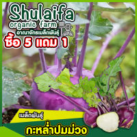 เมล็ดพันธุ์กะหล่ำปมสีม่วง 500เมล็ด เมล็ดพันธุ์โคราบีสีม่วง เมล็ดพันธุ์แท้สามารถทำพันธุ์ต่อได้