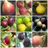 พร้อมสต็อกประเทศไทย เมล็ดมะเดื่อฝรั่ง หรือ มะเดื่อญี่ปุ่น Ficus carica (100เมล็ด) ดอกไม้ปลูก เมล็ดพันธุ์ผัก ไม้ประดับ ต้นไม้มงคลแคระ เมล็ดพันดอกไม้ บอนไซ เมล็ดดอกไม้ บอนไซ ต้นไม้