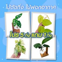 เซทโปรโมชั่น ไม้ฟอกอากาศเลี้ยงน้ำ  ซื้อ 5 กิ่ง แถม 1 ต้นไม้แบบตัดกิ่งเลี้ยงน้ำ ต้นไม้ฟอกอากาศ ต้นไม้