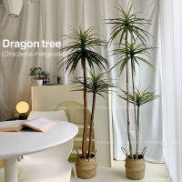 [พร้อมส่ง] Dragon tree (Dracaena marginata) แถมตะกร้าสาน