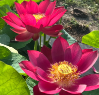 5 เมล็ด บัวนอก บัวนำเข้า บัวสายพันธุ์ Ancient Capitol Red Palace Lotus สีแดง สวยงาม ปลูกในสภาพอากาศประเทศไทยได้ ขยายพันธุ์ง่าย เมล็ดสด