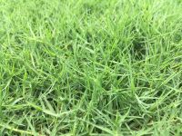 1 ลิตร เมล็ดหญ้าเบอร์มิวด้า Bermuda Grass หญ้าแพรก ราคาถูก Cynodon dactylon หญ้าเป็ด หน่อเก่เด หญ้าปูสนาม สนามหญ้า พืชตระกูลหญ้า เมล็ดพันธ์หญ้า