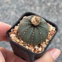 ( Pro+++ )++ (yanjst)เพชร แคคตัส cactus Frailea castanea v. nitens seeding 2-3cm ราคาดี ต้นไม้ ฟอก อากาศ กระถาง ต้นไม้ ไม้ ประดับ ต้นไม้ ปลูก ใน บ้าน