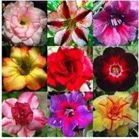 12 เมล็ด เมล็ดพันธุ์ Garden Plant ชวนชม สายพันธุ์ฮอลแลนด์ คละสี Adenium Seed กุหลาบทะเลทราย Desert Rose ราชินีบอนไซ อัตราการงอก 80-90% มีคู่มือปลูก