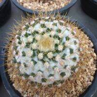 ?? แมมเข็มทอง ?? ไซส์ใหญ่ Mammillaria nivosa ไม้เมล็ด ขนาด 9-10 ซม. ต้นกระบองเพชร ต้นแคคตัส (แคคตัส กระบองเพชร)