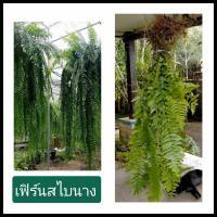 เฟิร์นสไบนางก้านแข็ง 1มัด( รับประกันความสด) เฟิร์น เฟิร์นสไบนาง