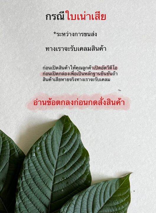 ใบกระท่อมก้านแดงปทุมธานี-ใบคัด-ใบคละ-ใบเศษ-ปลอดสารพิษ