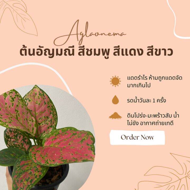 pro-โปรแน่น-ต้นอัญมณี-สีชมพู-สีขาวหรืออโกลนีมา-aglaonema-ขนาดความสูงต้น-15-30-ซม-พร้อมกระถางพลาสติกสีดำ-4-นิ้ว-กระถางขาว-6-นิ้ว-ราคาสุดคุ้ม-พรรณ-ไม้-น้ำ-พรรณ-ไม้-ทุก-ชนิด-พรรณ-ไม้-น้ำ-สวยงาม-พรรณ-ไม้-