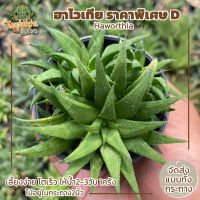 ฮาโวเทีย Haworthia ราคาพิเศษ D (ส่งทั้งกระถาง)