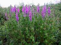 เมล็ดพันธุ์ เพอเพิ่ล ลูสสไตร้ฟ Lythrum salicaria purple loosestrife 1000 เมล็ด เมล็ดพันธุ์นำเข้าจาก อังกฤษ