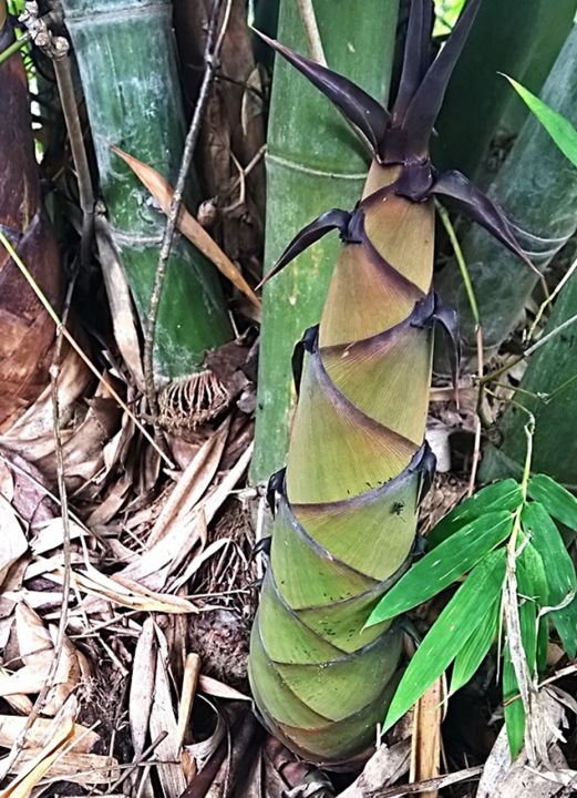 ขายส่ง-100-เมล็ด-เมล็ดไผ่ซางหม่น-dendrocalamus-sericeus-ไผ่นวลราชินี-ไผ่-ไม้ไผ่-bamboo-พืชตระกูลหญ้า-หญ้ายักษ์-พืชเศรษฐกิจ-สายพันธุ์ไผ่-เครื่องจักรสาน