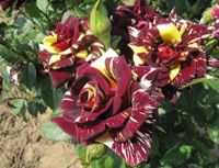 30 เมล็ด เมล็ดพันธุ์ Seeds  กุหลาบ Dragon Rose Seeds สี แดง-เหลือง ดอกใหญ่ นำเข้าจากต่างประเทศ พร้อมคู่มือ เมล็ดสด ใหม่