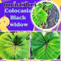 1 ต้น colocasia black widow บอนแบล็ควิโดว์ กระดูกใบสีดำคล้ายหน้ากากฟาโรห์ เด่น สวย ส่งแบบตัดใบออก สินค้าพร้อมจัดส่ง