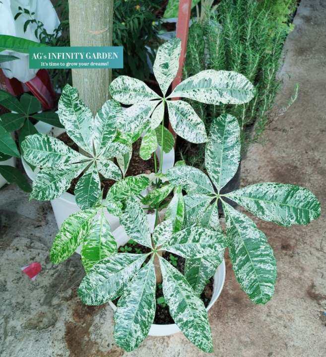 Variegated Money Tree with FREE plastic pot, garden soil and pebbles