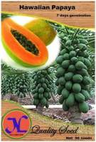 เมล็ดมะละกอฮาวายเอี้ยน Hawaiian Papaya Seed