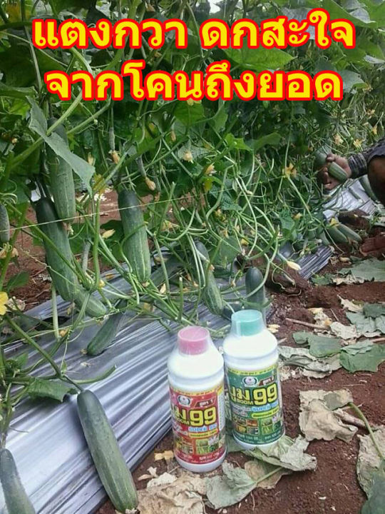 ผักสวนครัว-พืชไร่-พืชผล-ไม่ว่าคุณจากปลูกอะไร-ขอให้บูม99-ช่วยเพิ่มผลิตของท่าน