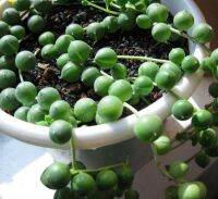 50 เมล็ดพันธุ์ เมล็ด ซักคิวเลนต์ หรือ ไม้อวบน้ำ กระบองเพชร สร้อยไข่มุก (String of pearls) Succulent seeds อัตราการงอก 80-85%