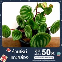 ( Pro+++ ) สุดคุ้ม ต้นเปปเปอร์โรเมียลายแตงโม-Watermelon peperomia ราคาคุ้มค่า พรรณ ไม้ น้ำ พรรณ ไม้ ทุก ชนิด พรรณ ไม้ น้ำ สวยงาม พรรณ ไม้ มงคล