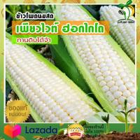 เมล็ดพันธุ์ ข้าวโพดหวาน ฮอกไกโด จำนวน 15-20 เมล็ด ข้าวโพดกินดิบ รสชาติอร่อย ทานดิบ By JjSeed ข้าวโพดนมสด