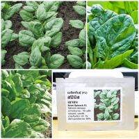 เมล็ดพันธุ์ สปินิส เอวอน (Avon Spinach F1 Seed) 50 เมล็ด คุณภาพดี ราคาถูก ของแท้