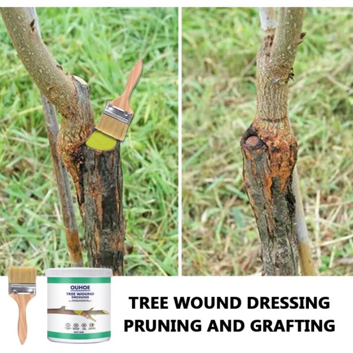 cod-free-cas-quan59258258-hualitong-ต้นไม้ใหญ่รักษาบาดแผลตัวแทน-smear-พืชตัวแทนรักษาบาดแผลต้นไม้เพื่อเสริมการขจัดรากตราประทับบาดแผล