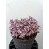 ( PRO+++ ) โปรแน่น.. ริบบิ้นชาลีด่างชมพู # Callisia Repens "PINK LADY" ราคาสุดคุ้ม พรรณ ไม้ น้ำ พรรณ ไม้ ทุก ชนิด พรรณ ไม้ น้ำ สวยงาม พรรณ ไม้ มงคล