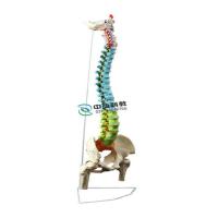 Color natural big spinal cord attached and half his leg model with the pelvis and spine and pelvis leg model