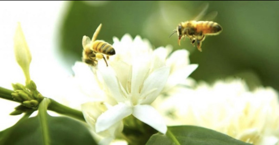 Mật ong -hoa cà phêmật ong nguyên chất rừng tây nguyên 1 lít - ảnh sản phẩm 6
