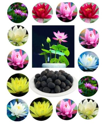 8 เมล็ด คละสี เมล็ดบัว บัวญี่ปุ่น บัวญี่ปุ่นแคระ เมล็ดเล็ก ดอกดกทั้งปี ของแท้ 100% Lotus Waterlily seeds มีคู่มีวิธีปลูก รหัส. 004