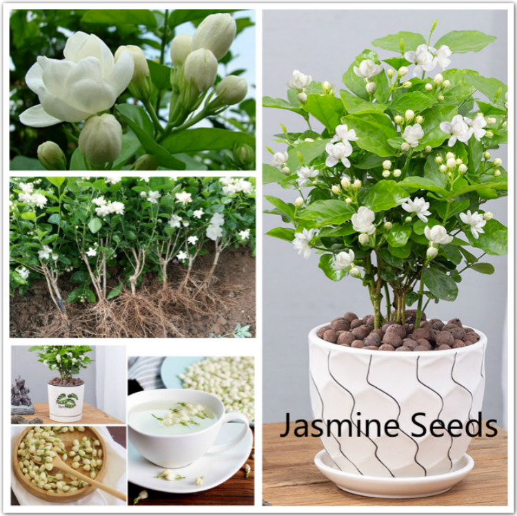 50Pcs Bag Rare Climbing Jasmine Flower Seeds White Jasmine Seeds Fragrant Plant