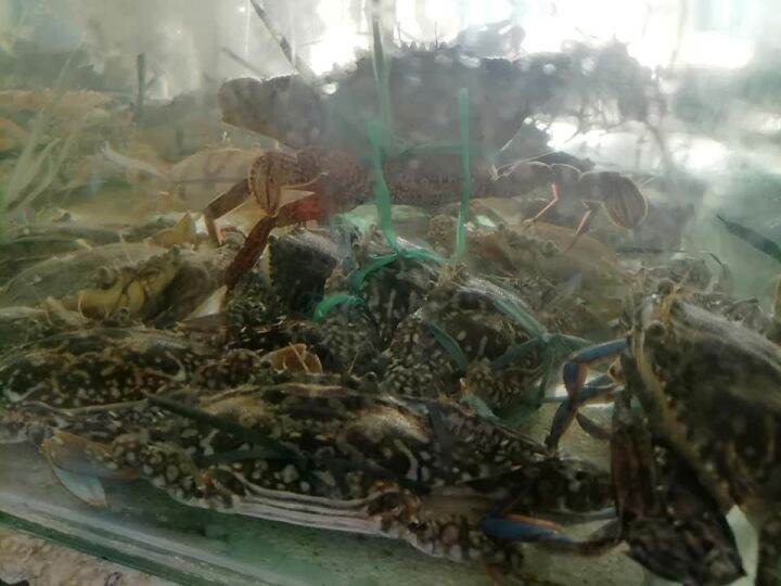 BLUE CRAB / ALIMASAG LIVE | Lazada PH