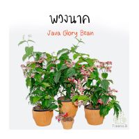 Treeno.9 T476 พวงนาค (Java Glory Bean) กระถางแขวน 8 นิ้ว  ไม้ดอกห้อยประดับ ดอกเยอะ สูง 70-80 ซม.